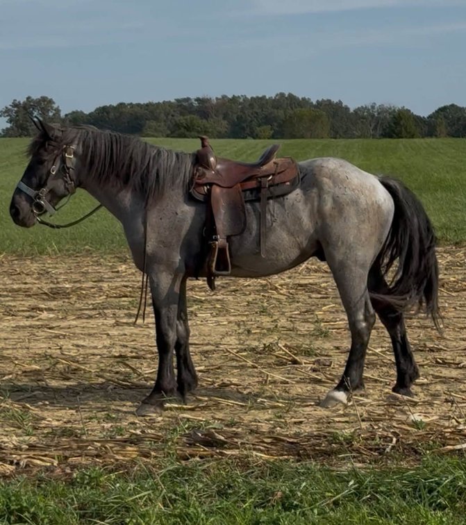 4yr old Crossbred Gelding (VIDEO)