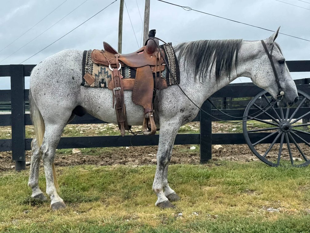 11yr old Gelding (VIDEO)
