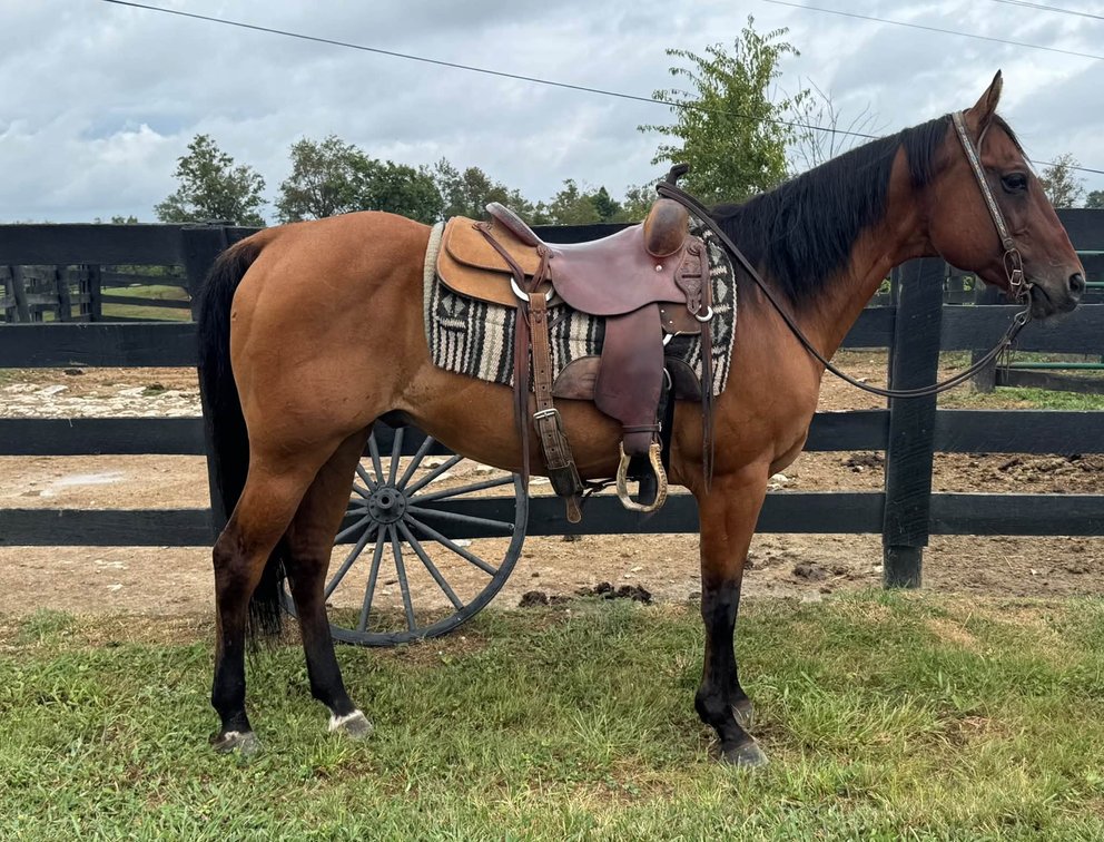 15yr old Gelding