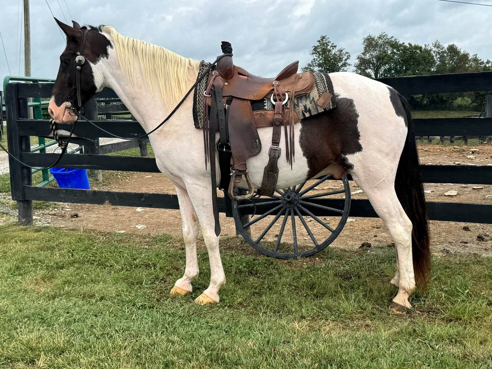 12yr old Gelding (VIDEO)