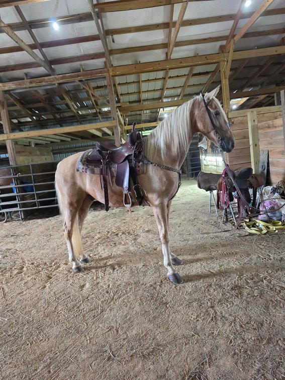 10yr old Gelding