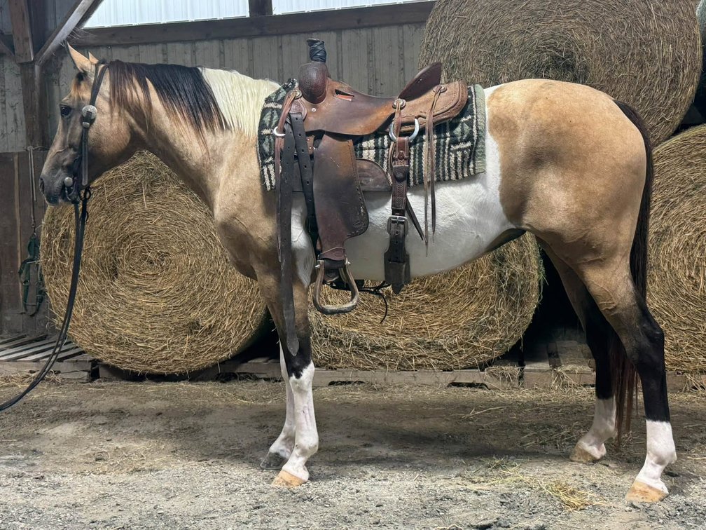 10yr old Mare