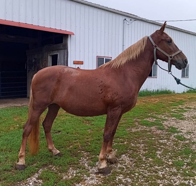 10yr old Mare
