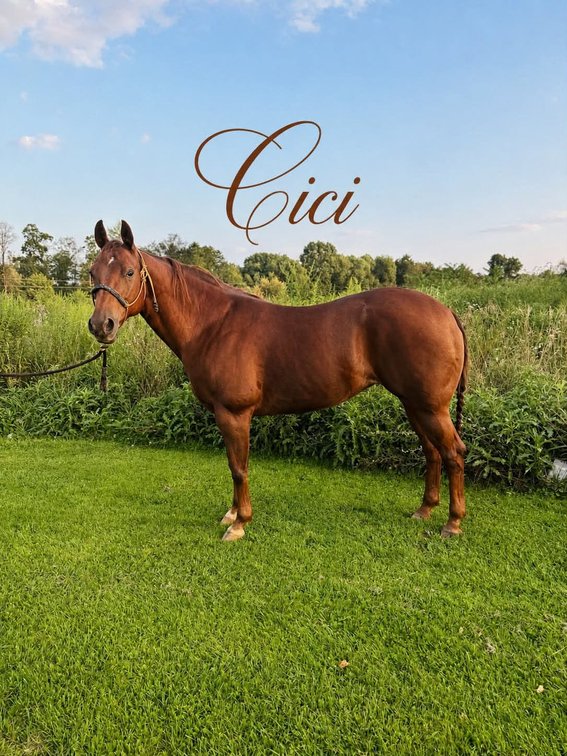 Cici