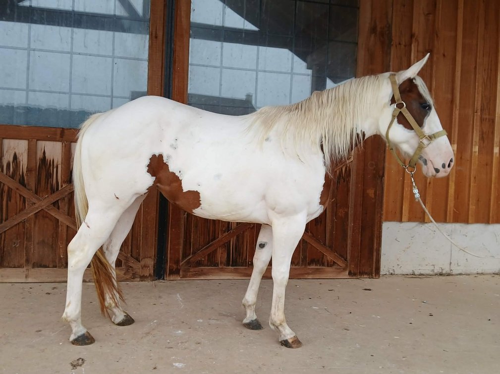2yr old Quarter Pony Mare