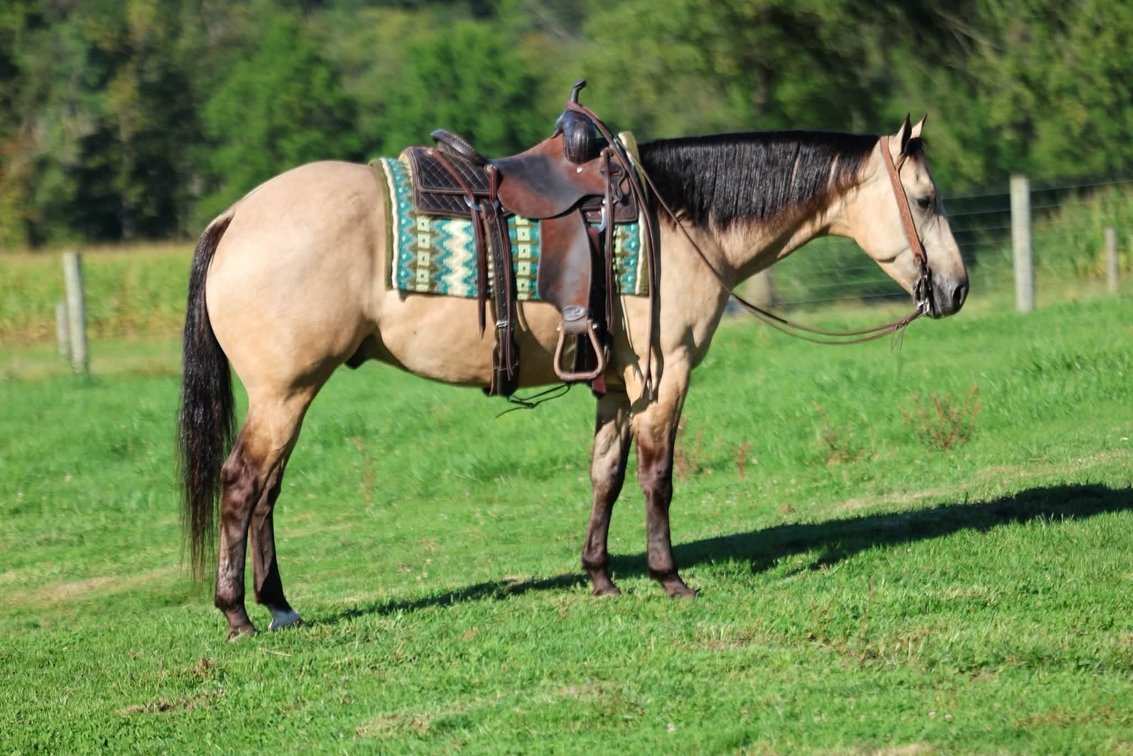 POCOBLUJEANWRANGLER aka Wrangler (VIDEO)