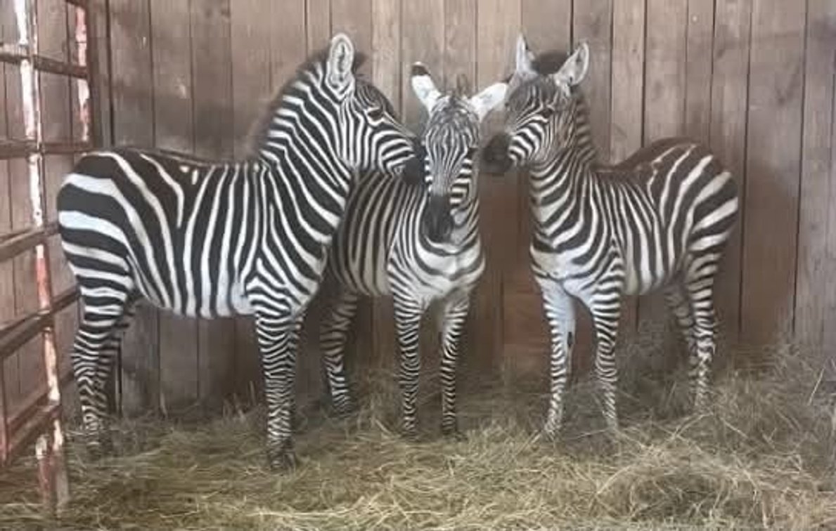 Zebra Filly