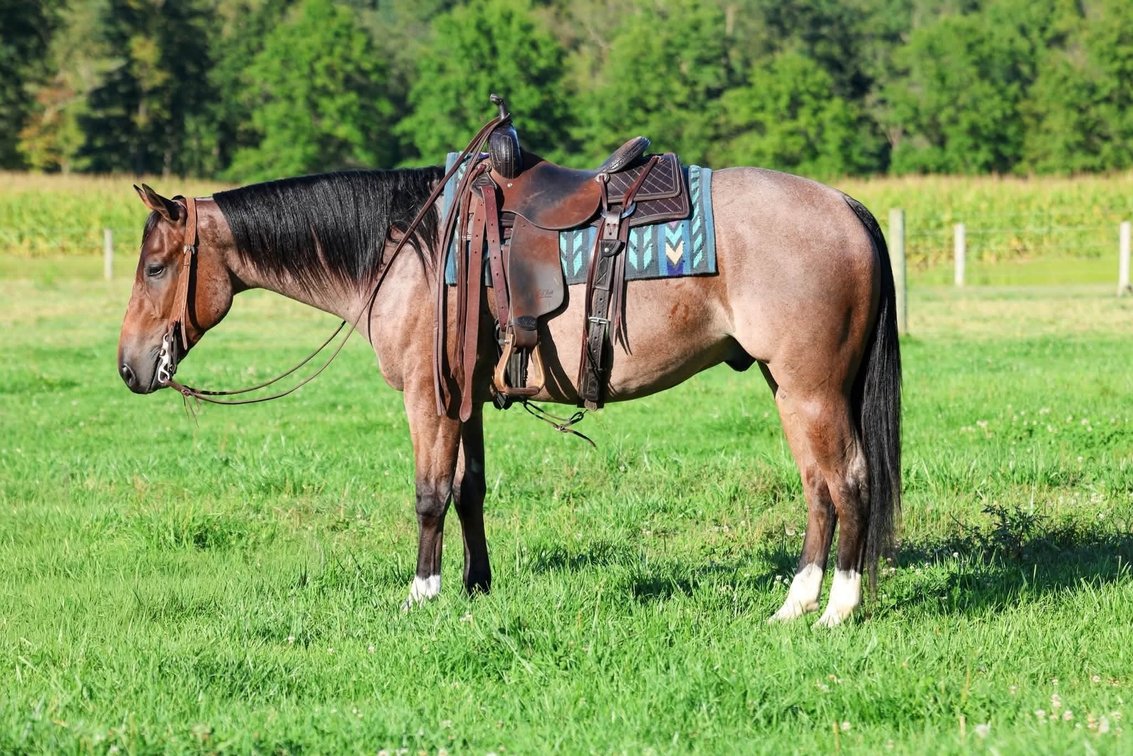 A Dashing Sarge aka Sarge (VIDEO)