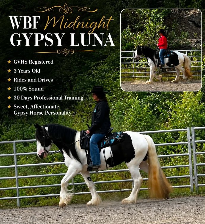 WBF Midnight Gypsy Luna