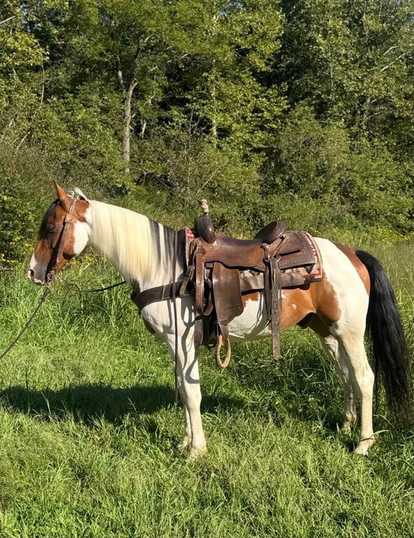 9yr old Gelding