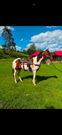 Image for Bluegrass East Fall Horse Sale 2026