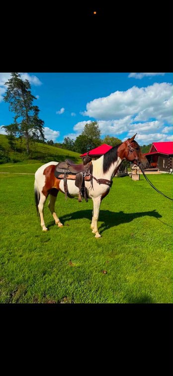 Image for Bluegrass East Fall Horse Sale 2026