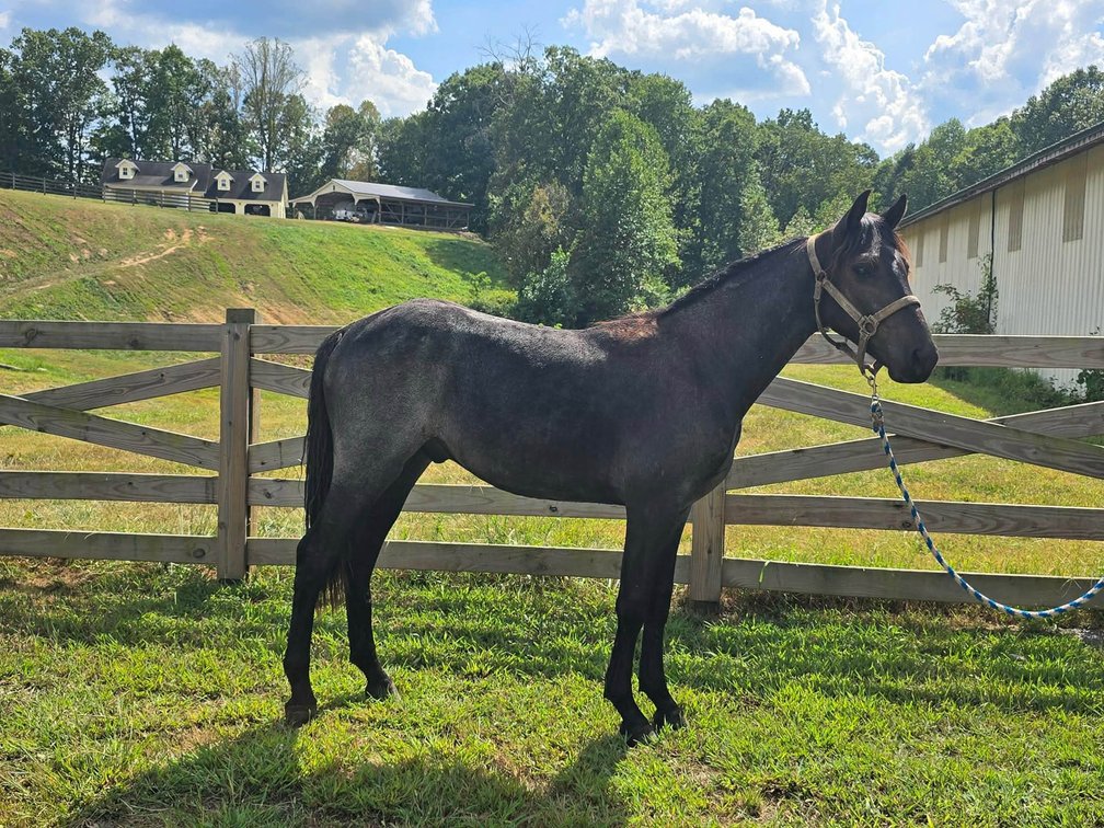 GHM Brumfield Bruiser (VIDEO)
