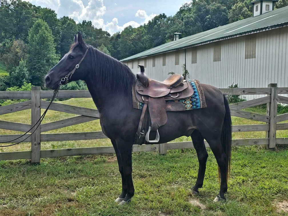 9yr old Gelding (VIDEO)