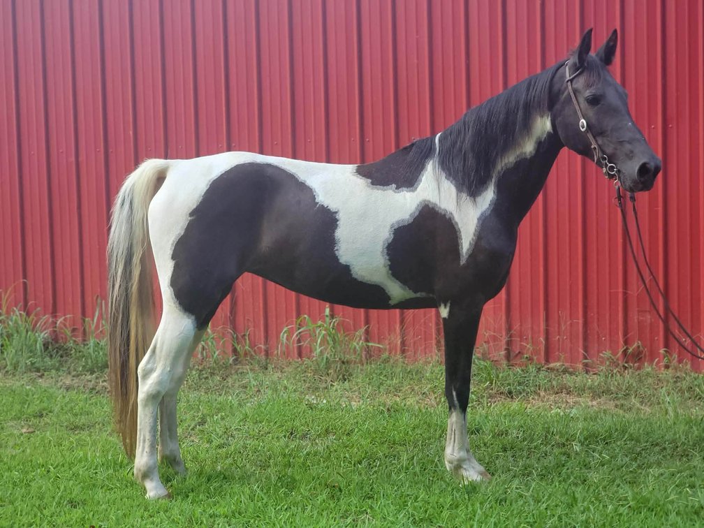 Paint Mare (VIDEO)