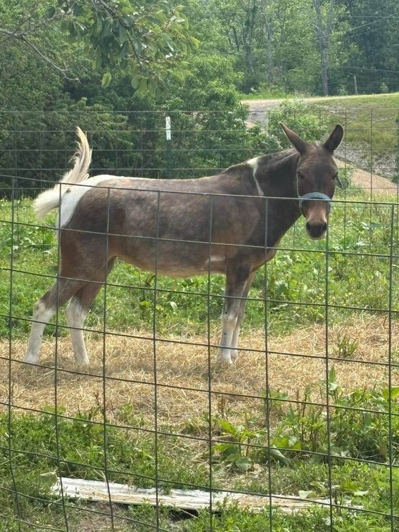 9yr old Mare Mule