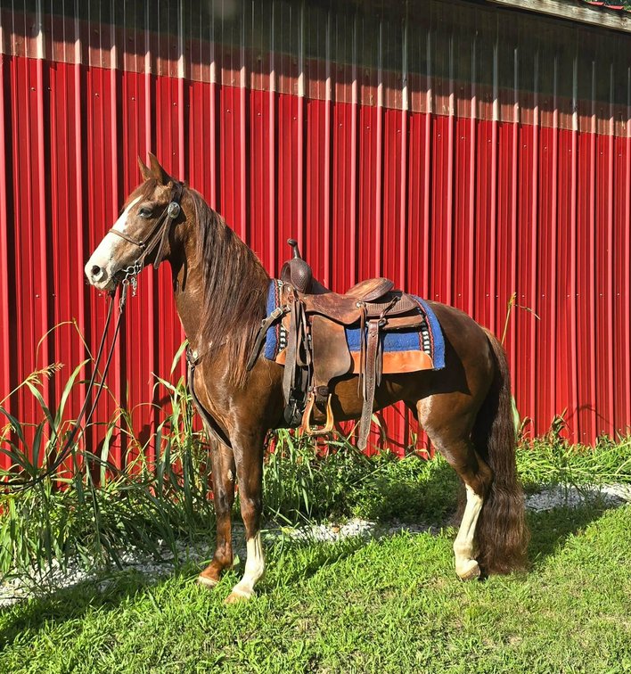 12yr old Mare (VIDEO)
