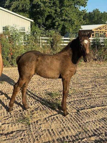 Image for Daviess County Crossbred & Pony Auction