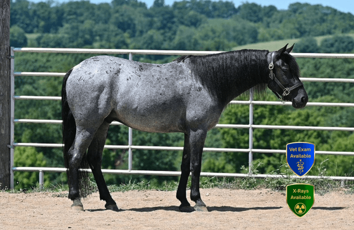 Image for The Horseman's Mission Select Sale 2026