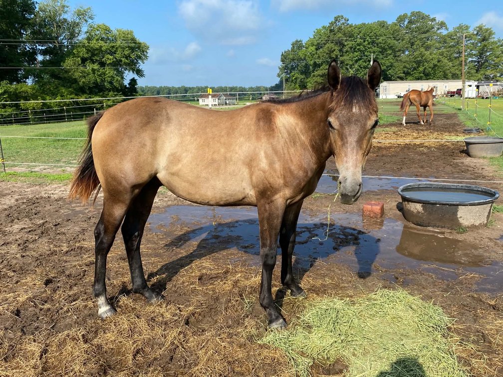 Image for Lumberton Horse and Tack Auction, October 2026