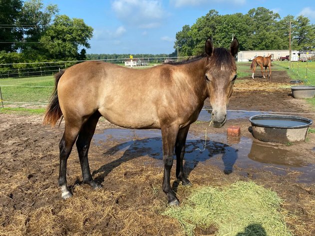 Image for Lumberton Horse and Tack Auction, October 2026