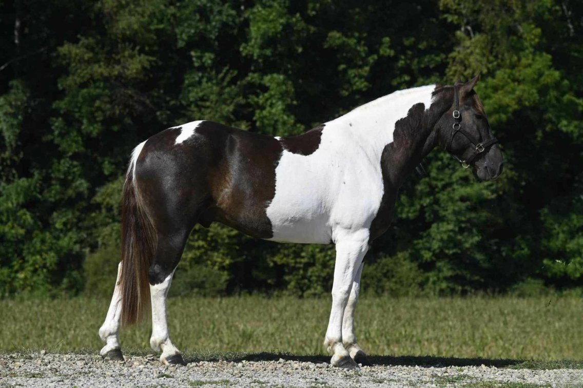 Image for The Horsemans Mission