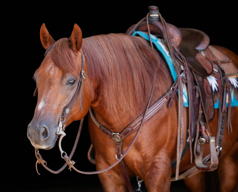 Image for The Horsemans Mission