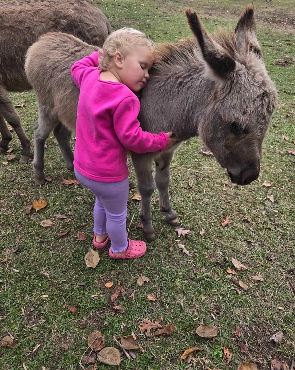 Image for Christmas Pony Sale, Lumberton Horse and Tack Auction 2024