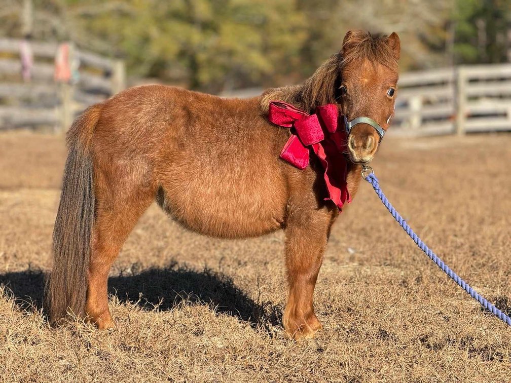 Image for Christmas Pony Sale, Lumberton Horse and Tack Auction 2024