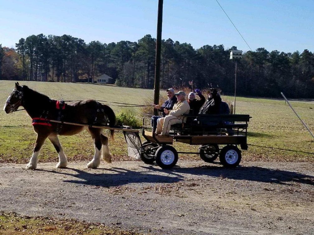 Image for Christmas Pony Sale, Lumberton Horse and Tack Auction 2024