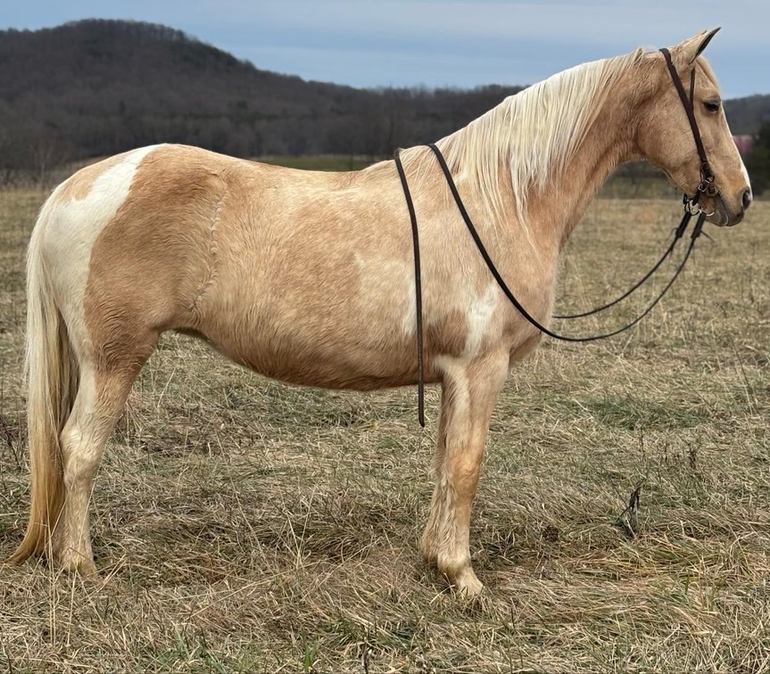 Bella's Golden Paridise aka Bella