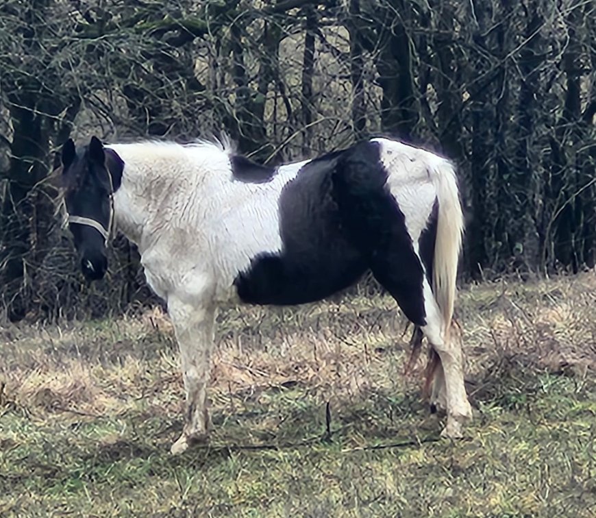 12yr old Spotted Mare