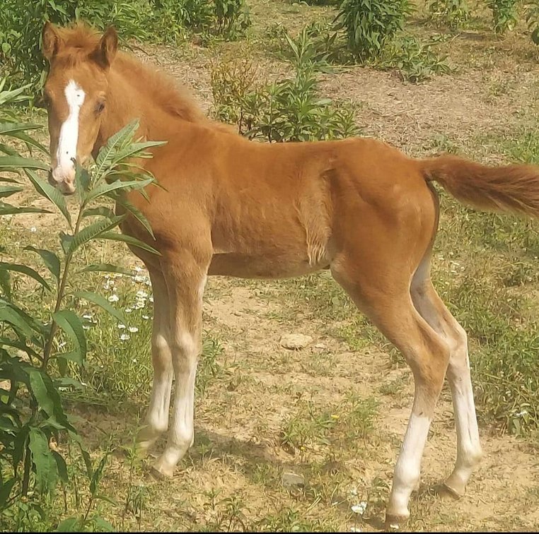 Weanling Sorrel Filly
