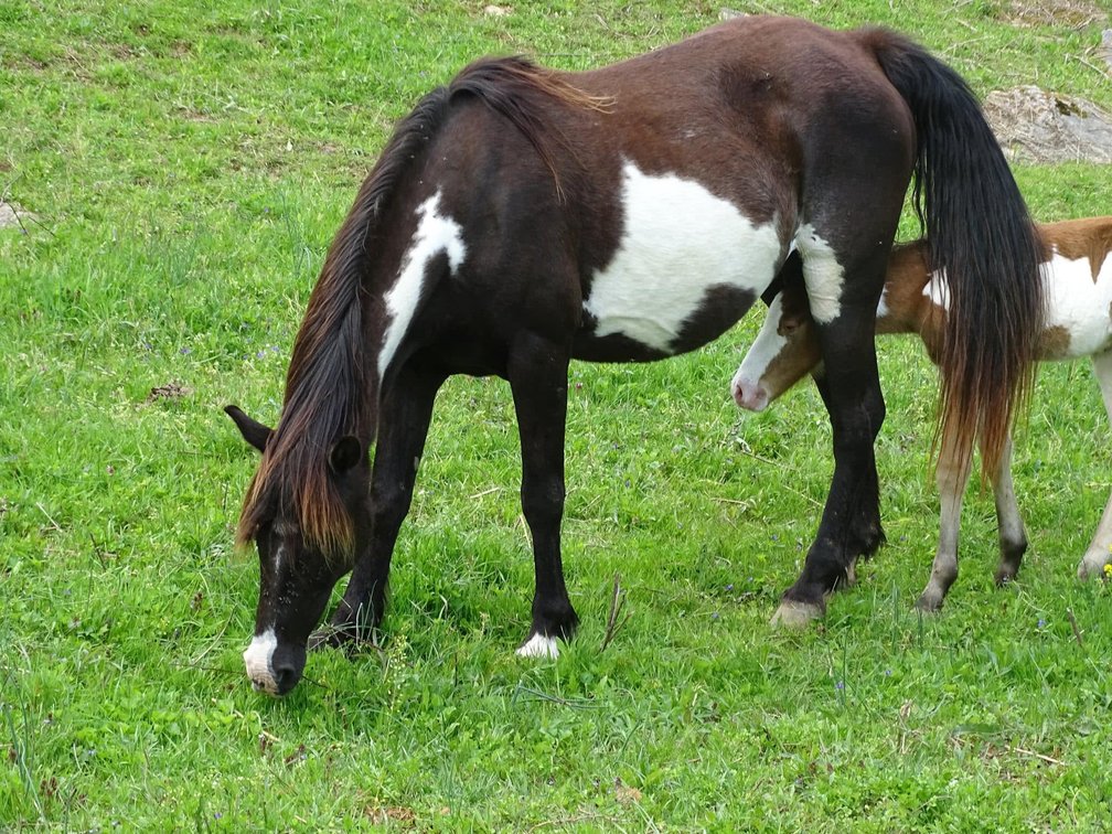18yr old Blk/Wht Spotted Mare