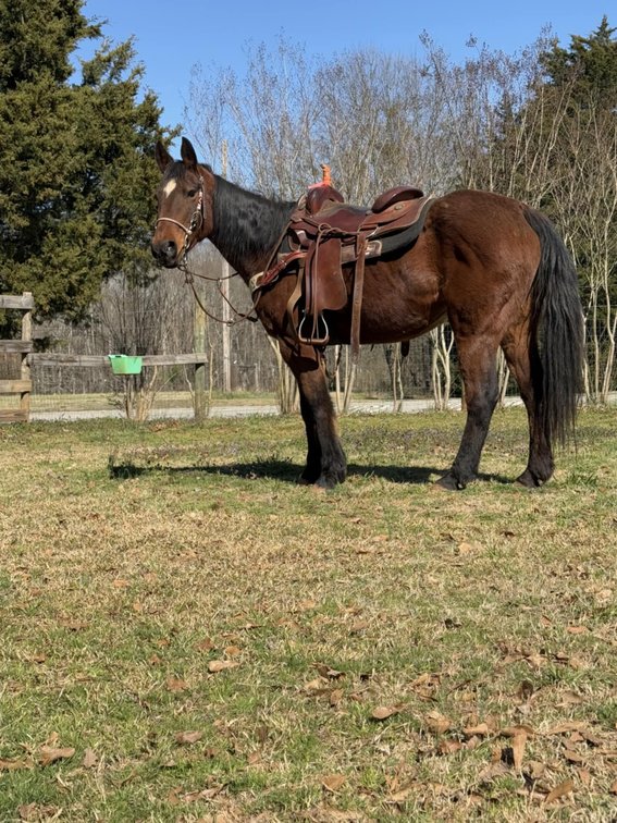 13yr old Quarter Pony Mare