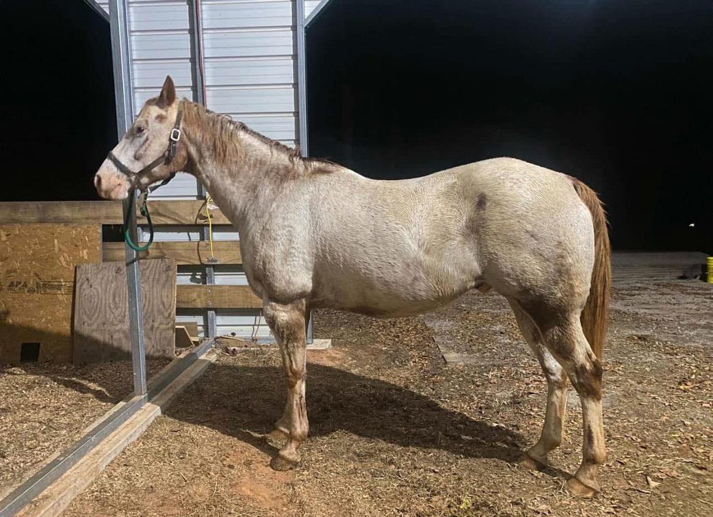 14yr old Appaloosa Gelding