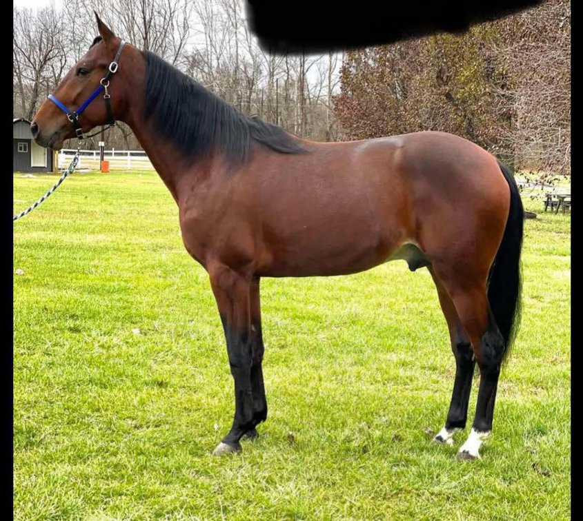 3yr old Standardbred Stud