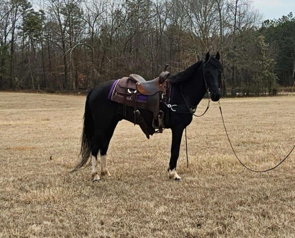 Image for Bluegrass East Spring Horse Sale
