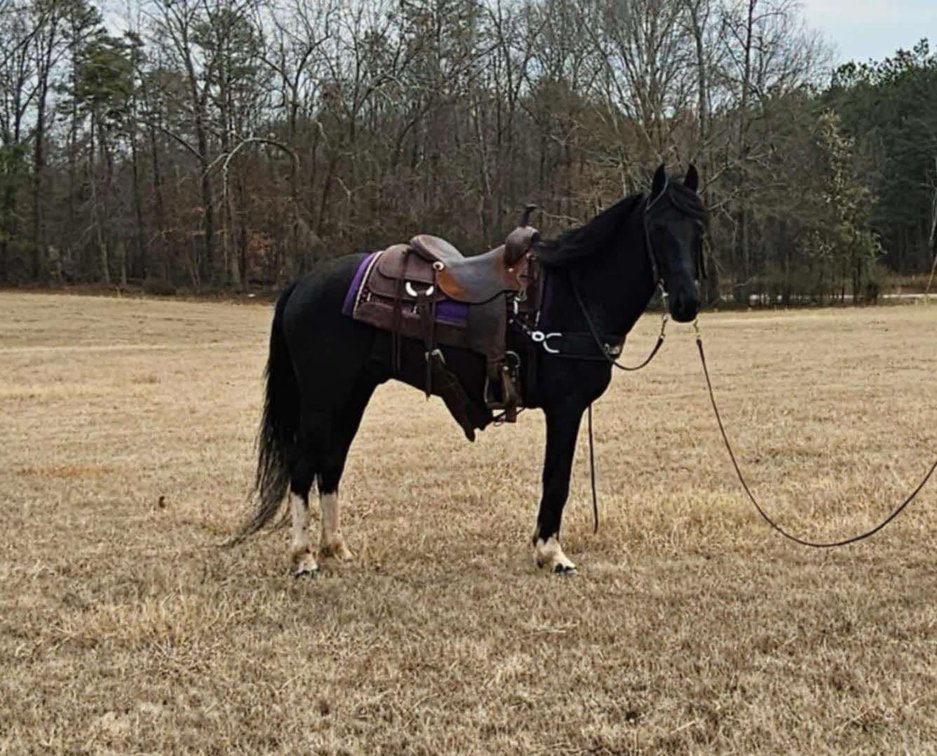Image for Bluegrass East Spring Horse Sale