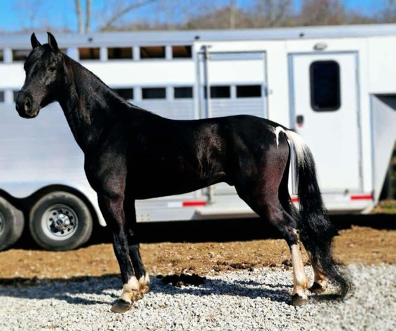 Image for Bluegrass East Spring Horse Sale
