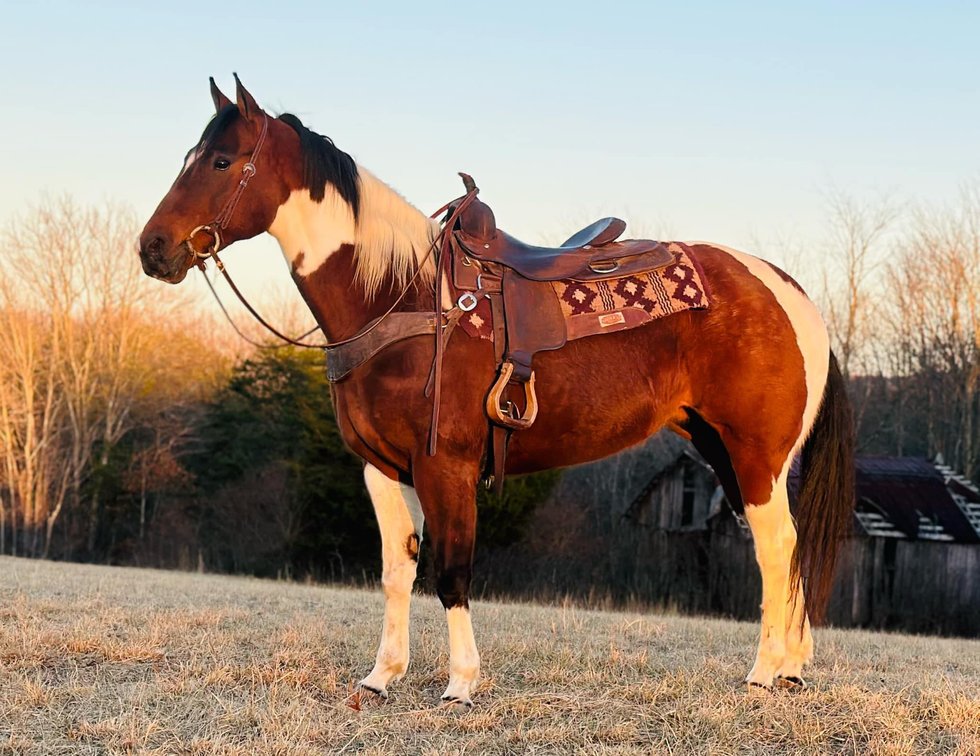 11yr old Paint Mare (VIDEO)