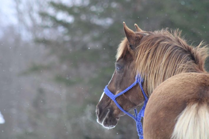 Image for Bluegrass East Spring Horse Sale