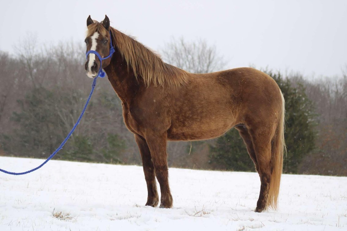 Image for Bluegrass East Spring Horse Sale