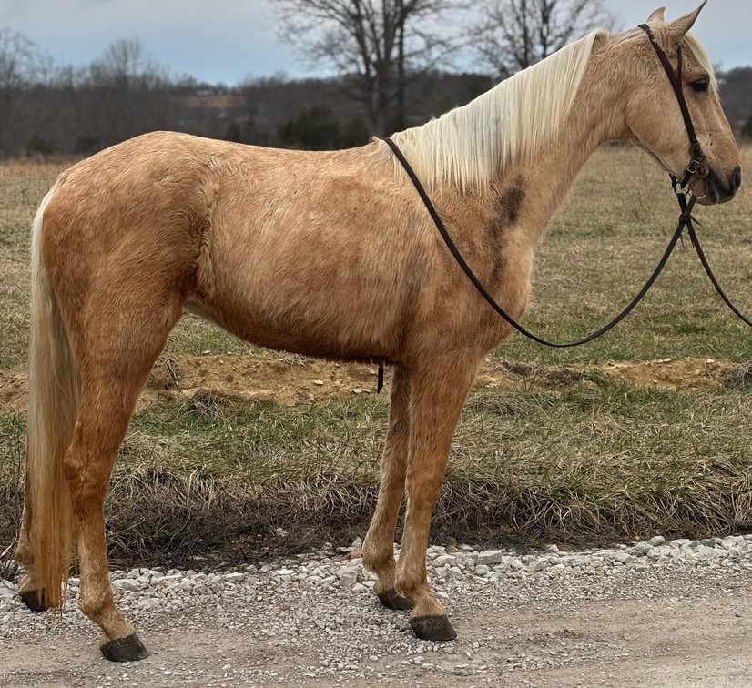 2yr old TWH Golden Palomino Filly