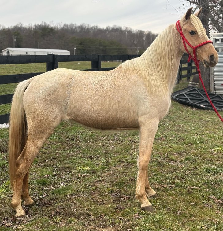 2yr old Palomino TWH Filly