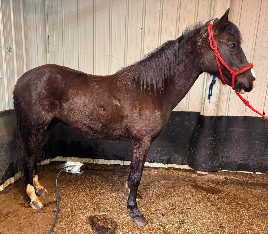 5yr old Mare