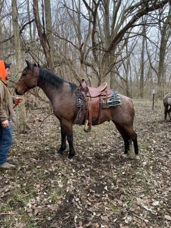 6yr old Bay Roan Gelding