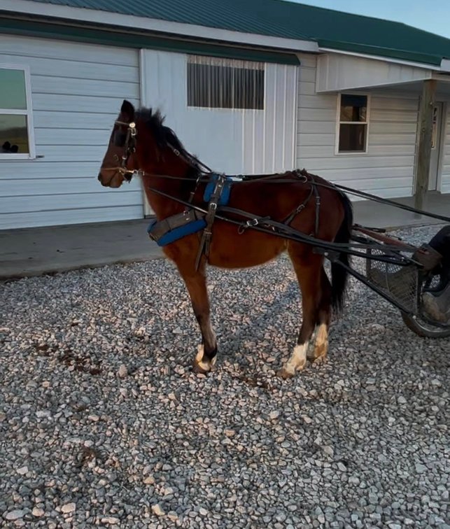 2yr old Hackney Mare (VIDEO)
