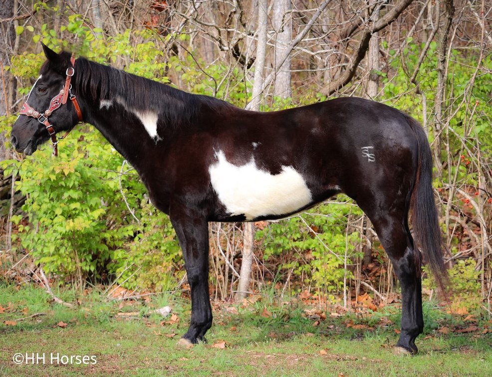 Image for Bluegrass East Spring Horse Sale