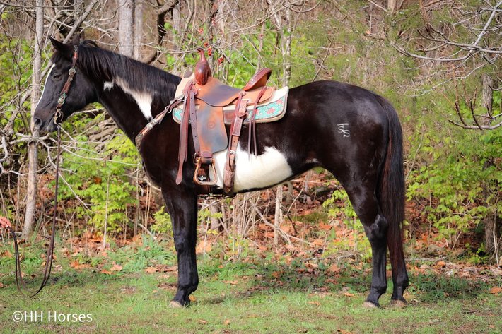Image for Bluegrass East Spring Horse Sale